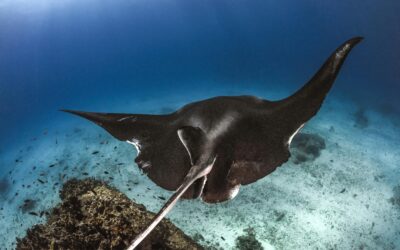 Manta Ray